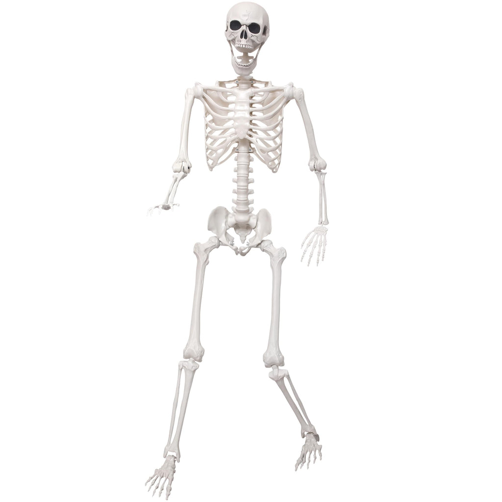 5.4Ft Life Size Skeleton with Movable Joints O8554