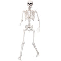 5.4Ft Life Size Skeleton with Movable Joints O8554