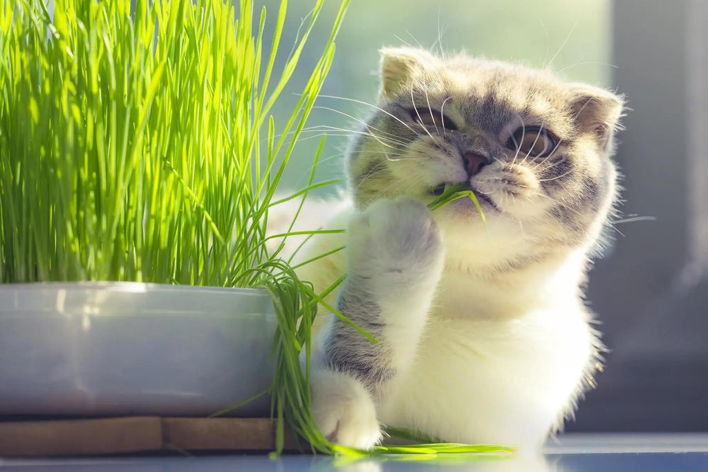 Organic Cat Grass Growing Medium 2 QUARTS B9808