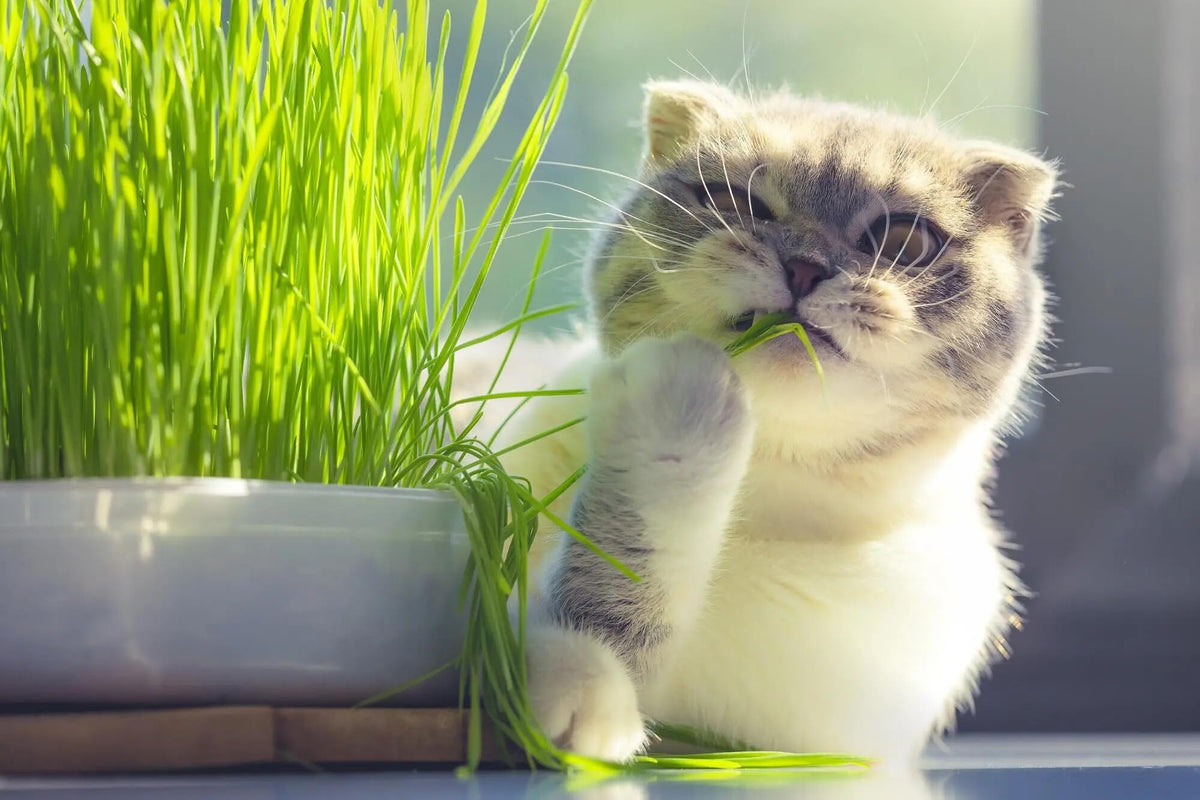 Organic Cat Grass Growing Medium 2 QUARTS B9808