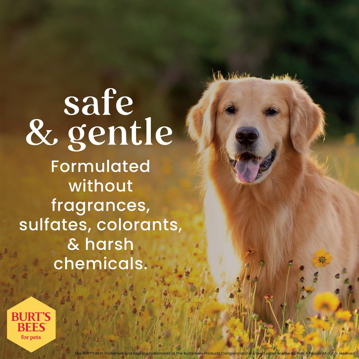 Hypoallergenic Dog Shampoo Shea Butter Honey 16 Fl Oz B4927
